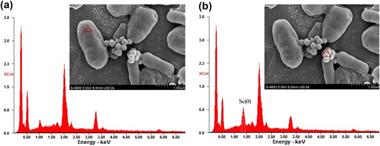 Fig. 8