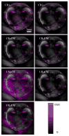 Fig. 7
