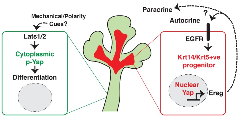 Figure 10.