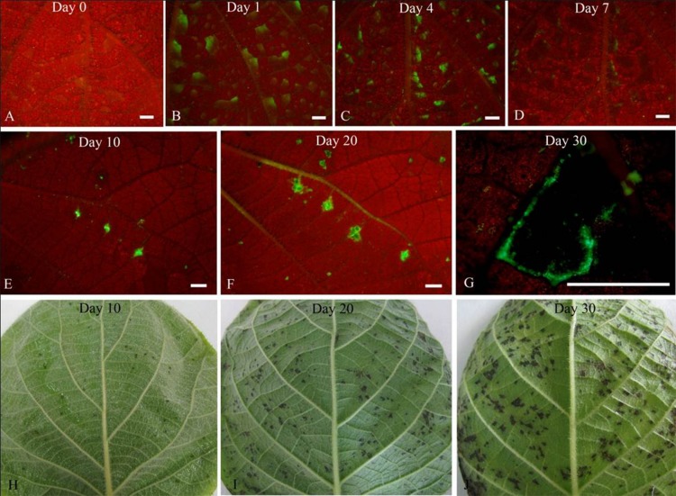 Fig 3