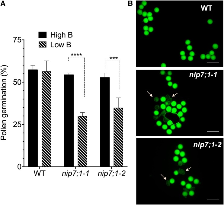 Figure 7.