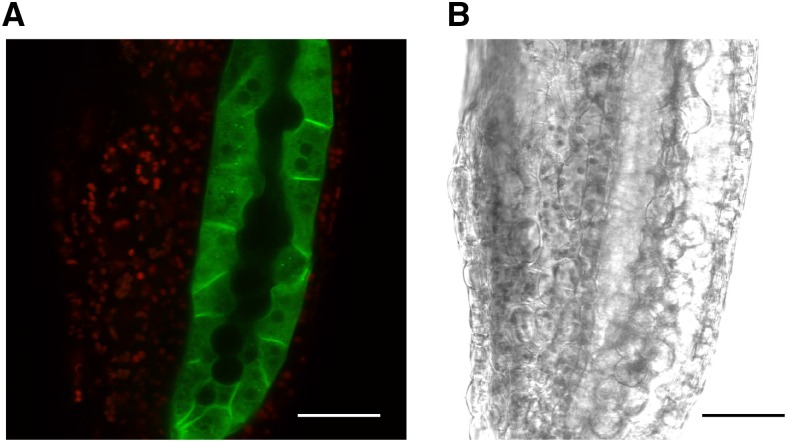 Figure 5.