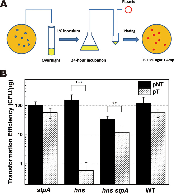 FIG 1