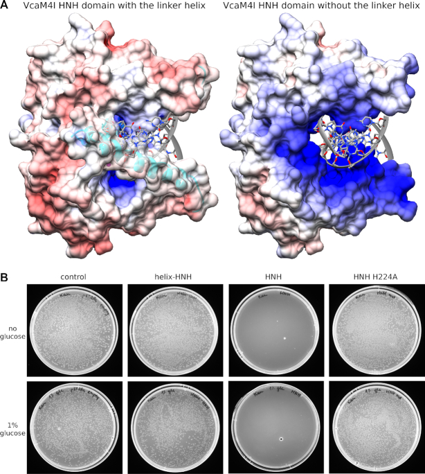 Crystal structures of the EVE-HNH endonuclease VcaM4I in the presence ...