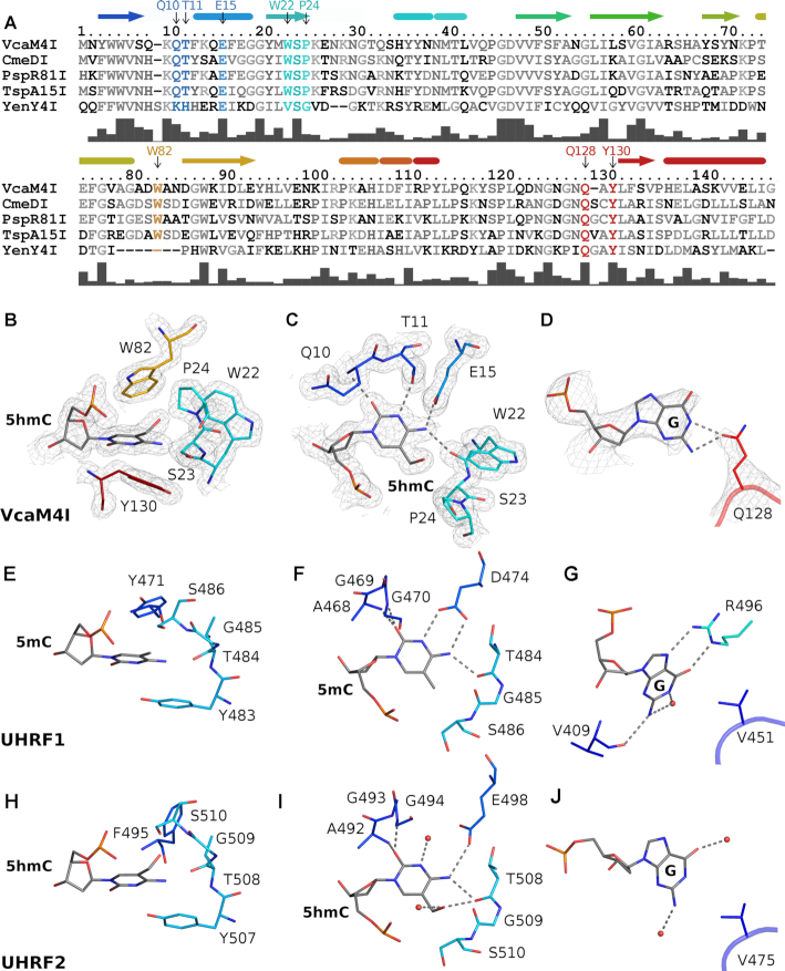 Crystal structures of the EVE-HNH endonuclease VcaM4I in the presence ...