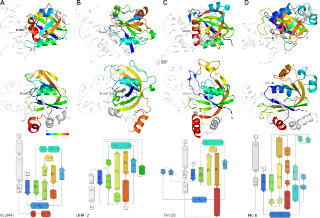 Crystal structures of the EVE-HNH endonuclease VcaM4I in the presence ...