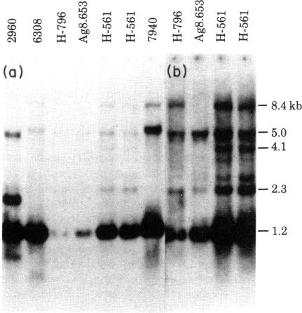 graphic file with name pnas00652-0272-c.jpg