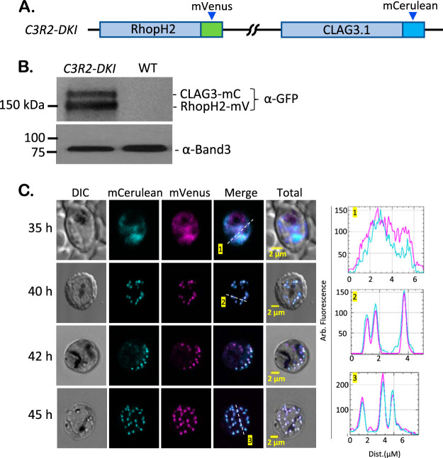 FIG 3