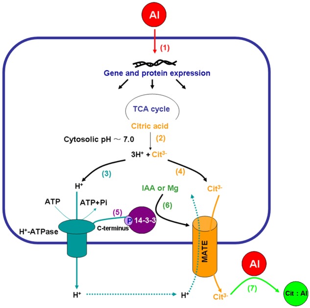 FIGURE 2