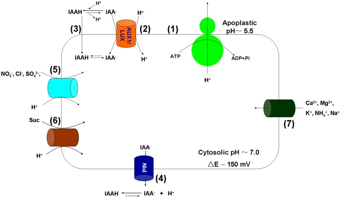 FIGURE 1