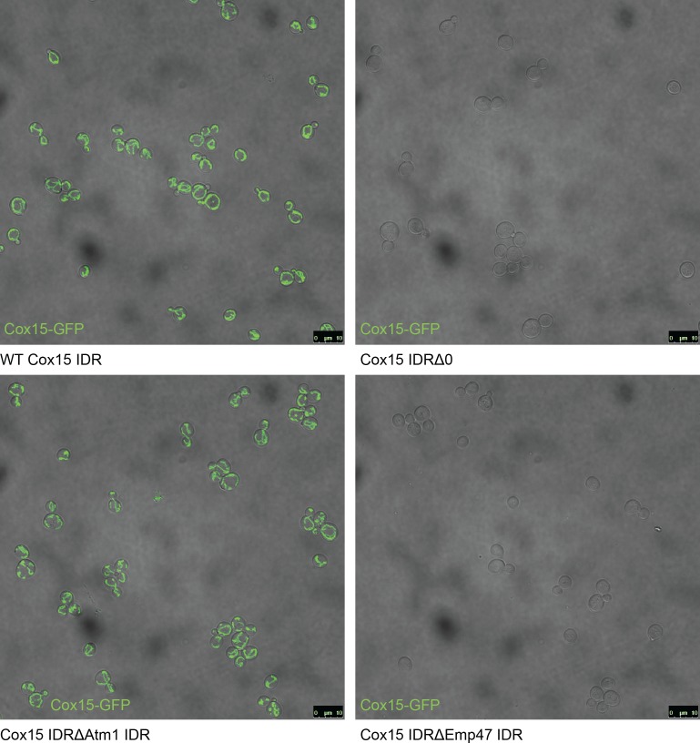 Figure 6—figure supplement 2.