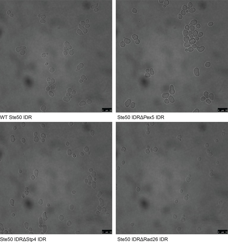 Figure 2—figure supplement 1.