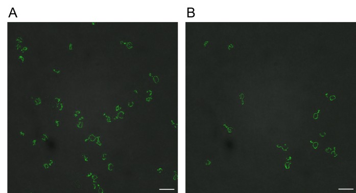 Figure 6—figure supplement 4.