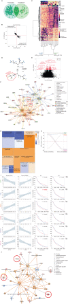 Figure 2. AFR ancestry–associated genes show enrichment in the immune response. A, Venn diagram of ancestry-associated genes identified from the AFR and EUR genetic ancestry linear regression model, in which ancestry was used as a continuous variable. DEG, differentially expressed gene. B, Scatter plot showing log2 fold change of 293 overlapping genes from AFR- and EUR-associated gene signatures. The top left quadrant represents those genes upregulated with increasing AFR ancestry (positive log2 fold change on the y-axis) and subsequently downregulated with increasing EUR ancestry (negative log2 fold change on the x-axis). C, Unsupervised hierarchical clustering of 613 AFR ancestry–associated genes. Columns represent individuals, where SRR, ancestry estimates, and TNBC subtypes are indicated in the colormap at the top of the heat map. Rows represent genes, where lighter yellow indicated minimum row expression and darker purple shows maximum row expression. AMR, American; TNHF, Triple-Negative Hetero Fluid. D, Constellation plot representing the nodal structure of individuals from C, where points are colored by SRR (Ghanaian = light blue, Ethiopian = dark blue, AA = light green). Node highlighted by red box indicates increased admixture node, which is highlighted in C by the red star. E, Volcano plot of AFR-associated genes, showing 613 significant genes in red.Network (F) and treemap (G) diagrams of Ingenuity Pathway Analysis (IPA) immune cell trafficking disease and function terms, in which the 613 AFR gene signature was enriched (P value range of terms = 0.0119–0.000502). Genes in red or green are upregulated or downregulated among high AFR individuals, respectively. Genes and treemap boxes in orange represent a positive z-score (predicted activation), and those in blue represent a negative z-score (predicted inhibition). H, Parallel plot depicting positive or negative correlation (correl) of 17 overlapping AFR ancestry–associated genes in normal (GTEx) or TNBC tumor (ICSBCS) tissue.I, Scatter plots of representative genes by ancestry in both normal (GTEx) and tumor (ICSBCS), and Kaplan–Meier survival plots in TCGA BRCA data among AA and EA patients with breast cancer. In the GTEx normal tissue cohort, AFR ancestry is increasing with increasing principal component 1 (PC1). The red P value highlights P < 0.05.J, Top de novo network from IPA of 17 overlapping AFR ancestry–associated genes. Color coding of expression is relative to the TNBC tumor (ICSBCS) tissue. Genes circled in red show opposite association with AFR ancestry in normal (GTEx) tissue (i.e., CALHM4/FAM26D is upregulated in TNBC tumor tissue, but negatively correlated with AFR ancestry in nondiseased breast tissue).