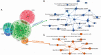 Figure 3. African subpopulation–associated genes are also enriched in the immune response. A, Venn diagram of unique and overlapping gene signatures associated with LWK, ESN, MSL, YRI, and GWD ancestry, respectively. Dots that are bolded are genes that overlap with the 613 AFR-associated gene signature. IPA analysis of (B) LWK-associated and (C) MSL-associated genes. B, Colors in blue indicate inhibition of regulators, disease/function terms and canonical pathways among individuals with increasing LWK ancestry. C, Colors in orange indicated activation or regulators, disease/function terms, and canonical pathways among individuals with increasing MSL ancestry.
