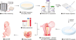 Graphical Abstract