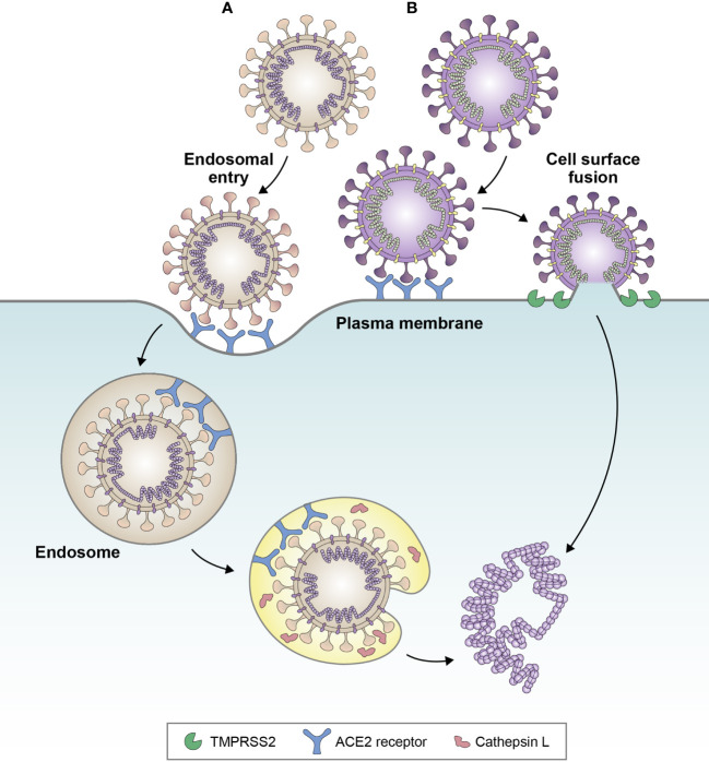 Figure 2