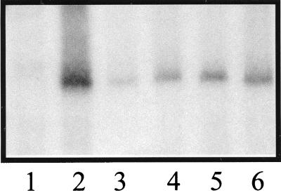 FIG. 7