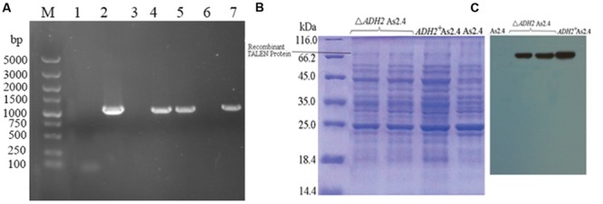 FIGURE 2