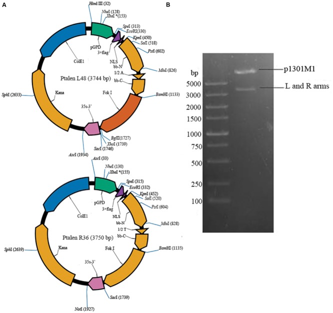 FIGURE 1