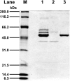 FIG. 1.