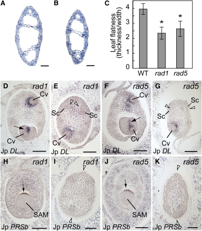 Figure 10.