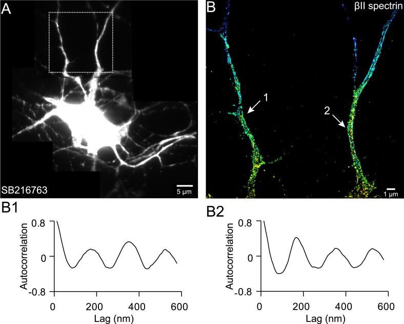 Figure 6—figure supplement 1.