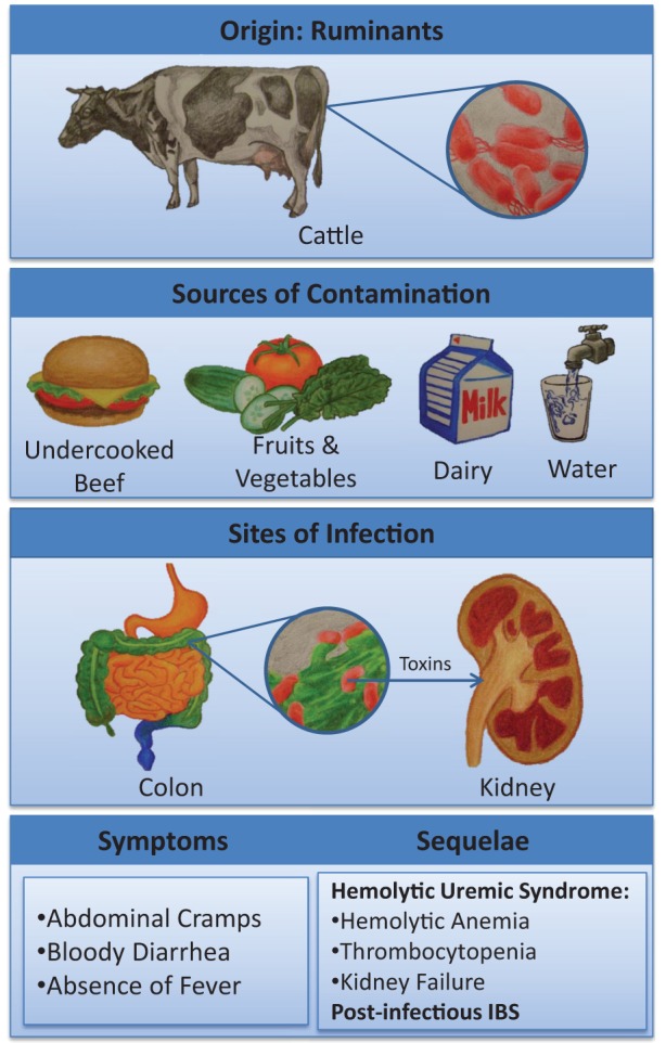 Figure 1)