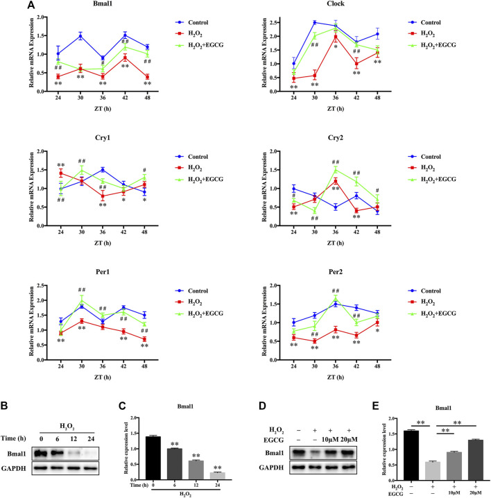 FIGURE 4