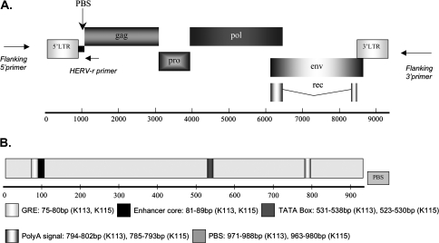 FIG. 1.—