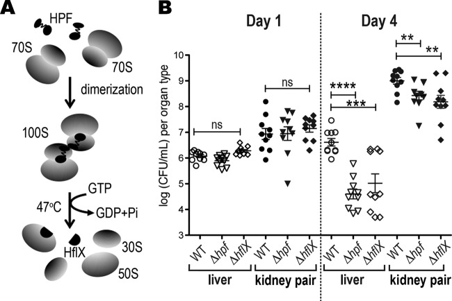 FIG 2