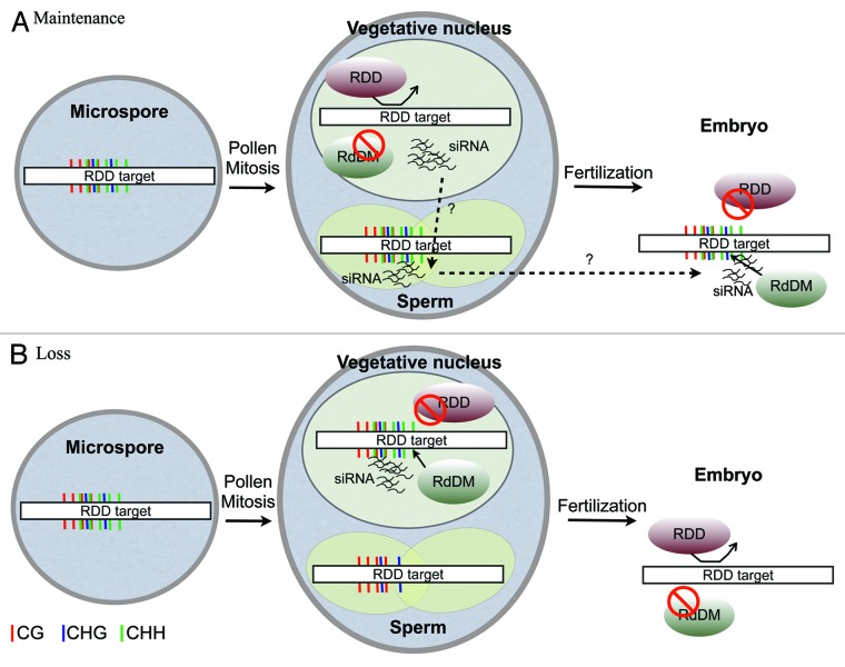 graphic file with name rna-10-490-g1.jpg