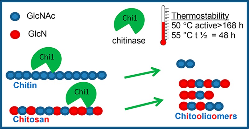 Chitinase Chi1 from Myceliophthora thermophila C1, a Thermostable ...