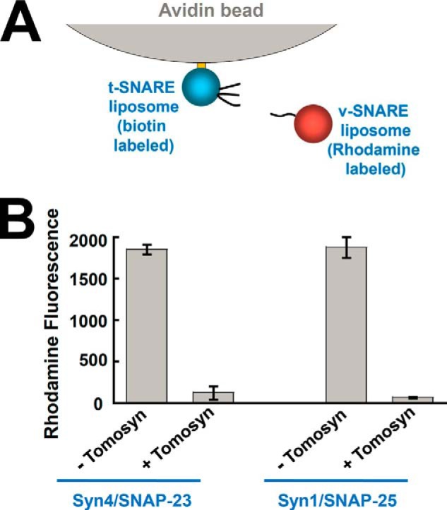 FIGURE 5.