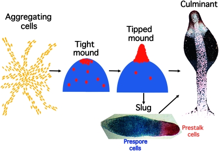 Figure 2.—