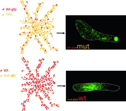 Figure 5.—