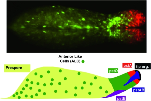 Figure 3.—