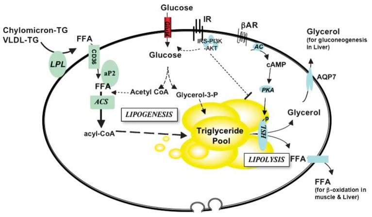 Fig. 1