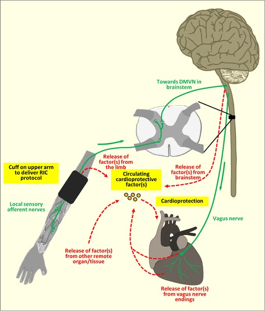 Fig. 1