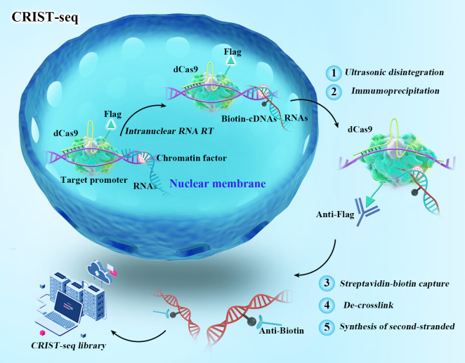 graphic file with name BioProtoc-13-14-4718-ga001.jpg