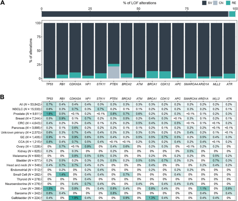 Figure 3. LOF rearrangements. A, Relative prevalence of short variants (SV), copy-number deletions (CN), and rearrangements (RE) predicted to disrupt tumor suppressor genes: for all tumor suppressor genes (top), and for the top 15 rearranged tumor suppressor genes (bottom). CN is only reported for PTEN and BRCA1/2. B, Heatmap of the prevalence of the most frequently disrupted tumor suppressor genes in the pan-tumor cohort. Cancer types with ≥200 LBx and genes altered in >0.5% of at least 1 cancer type are shown.