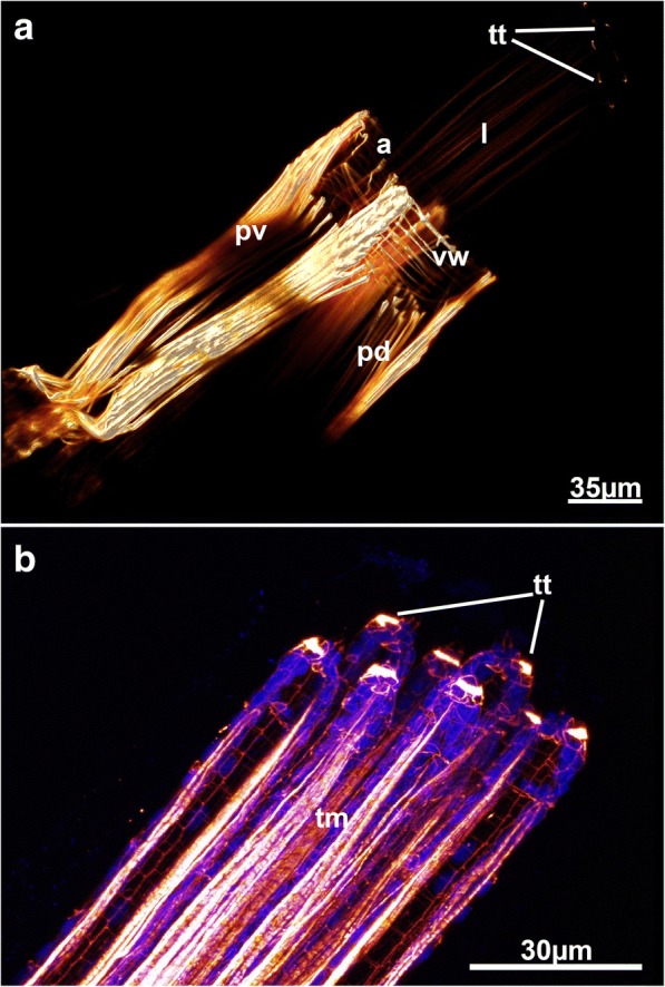 Fig. 12