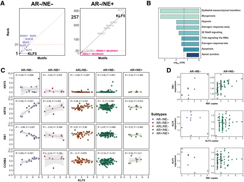 Figure 6. Association between KLF5 TF enrichment and RB1 gene loss in AR−/NE− tumors. A, Rank order plots show the enrichment rank of KLF5 in AR−/NE− and AR−/NE+ subtypes on the left to right. Dashed red color indicates rank 20. B, Bar plots showing the gene set enrichment analyses for genes mapped to the KLF5 motif. Dashed line, FDR = 0.05. C, Scatter plots representing Spearman correlation between KLF5 gene expression and KRT5, KRT8, RB1, and CCNB2 genes. D, Scatter plots showing the relation between RB1 gene expression and RB1 copy numbers (top row), KLF5 gene expression and KLF5 copy numbers (middle row), and KLF5 gene expression and RB1 copy number (bottom row).