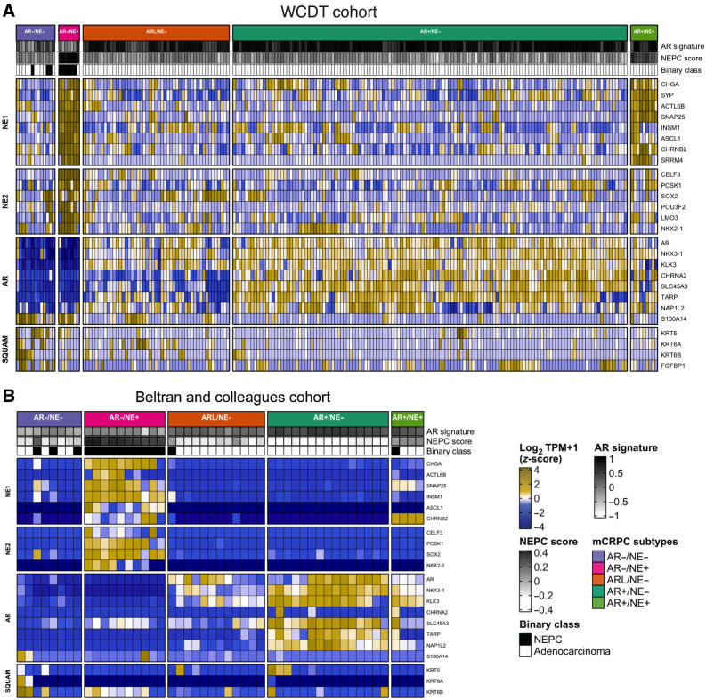 Figure 1. mCRPC tumors cluster into five groups using the expression of androgen, neuroendocrine, and squamous gene panels. A and B, Heat map representing RNA-seq gene expression level of AR, NE, and squamous (SQUAM) gene panels of mCRPC tumors from the WCDT cohort (A; refs. 5, 11) and the Beltran and colleagues cohort (B; ref. 7). Results are expressed as log2 TPM (z-score) and colored from low (blue) to high (yellow) expression level. AR gene panel includes AR and AR-regulated genes, NE gene panels (NE1 and NE2) include NE related genes, and SQUAM panel includes genes associated with squamous cell differentiation. The expression levels of genes included in neuroendocrine prostate cancer (NEPC) panel from Beltran and colleagues cohort (7) were used to assign a binary classification (Binary class) of the samples based on their gene expression. White, adenocarcinoma tumors; black, small cell NEPC. AR and NEPC signature scores were calculated based on the AR and NEPC-related gene expression values as reported previously (7). The tumor subtypes can be read as follows: AR+/NE−, dark turquoise; ARL/NE−, dark orange; AR−/NE−, light purple; AR−/NE+, pink; AR+/NE+, light green.