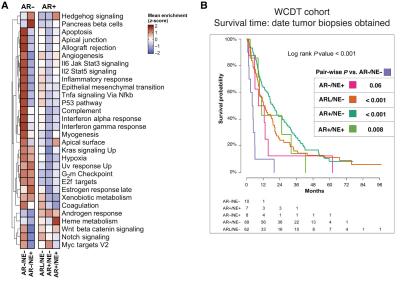 Figure 2. Distinct clinical outcomes associated with the five subtypes of mCRPC. A, Heat map representing results of ssGSEAs and colored according to the legends. B, Kaplan–Meier curves representing clinical outcome of patients in the WCDT cohort, using survival from date of biopsy acquisition as the clinical outcome. Pairwise test conducted between AR−/NE− and other subtypes. The tumor subtypes can be read as follows: AR+/NE−, dark turquoise; ARL/NE−, dark orange; AR−/NE−, light purple; AR−/NE+, pink; AR+/NE+, light green.