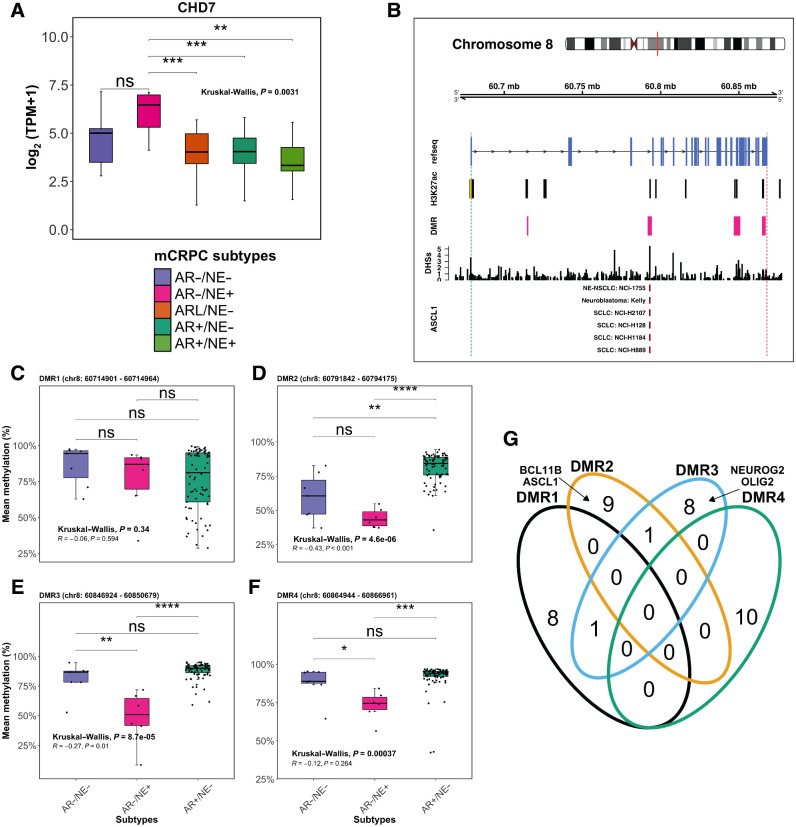 Figure 4. Hypomethylation in the putative enhancer regions of CHD7 is correlated with elevated gene expression in AR−/NE+. Integration of gene expression and DNA-methylation data for the CHD7 gene. A, Box plots representing CHD7 gene expression in the five mCRPC subtypes, colored according to the key below the plot. B, Top, chromosomal location of the CHD7 gene along with H3K27ac ChIP-seq marker, DHS, and DMRs in AR−/NE+ tumors compared with AR+/NE−. Bottom, ChIP-seq data for ASCL1 in different cell lines as indicated in the panels. The vertical dashed green and red lines show the transcription start site and transcription end site of the CHD7 gene, respectively. The yellow bar indicates the canonical promoter region of CHD7. C–F, Box plots showing mean methylation level per sample in DMR1 (C), DMR2 (D), DMR3 (E), and DMR4 (F) for AR−/NE−, AR−/NE+, and AR+/NE− subtypes. Pearson correlations were calculated between CHD7 gene expression and mean methylation of each sample at DMRs1–4. Box plots should be interpreted as follows: horizontal lines, median values; boxes extend from the 25th to the 75th percentile of each group's distribution of values; vertical extending lines, adjacent values (the most extreme values within 1.5 interquartile range of the 25th and 75th percentile of each group). Differences between groups were assessed by the Kruskal–Wallis test. Significance is indicated as follows: ns, not significant; *, P ≤ 0.05; **, P ≤ 0.01; ***, P ≤ 0.001; ****, P ≤ 0.0001. G, Venn diagram representing the overlap between the top 10 TF motifs enriched at each DMR location. Neuroendocrine-lineage motifs found in DMRs are labeled in the panel.