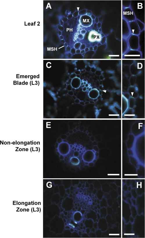 Fig. 9.