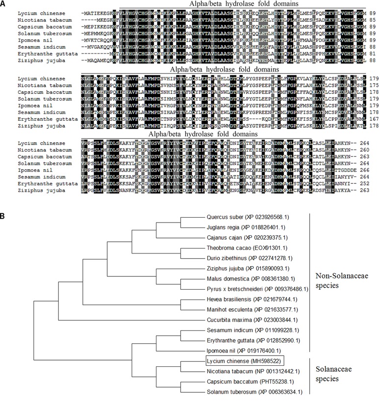 FIGURE 1