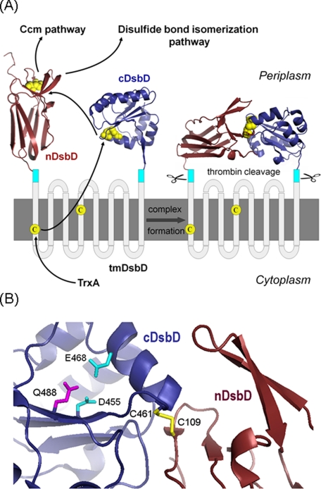 FIGURE 1.