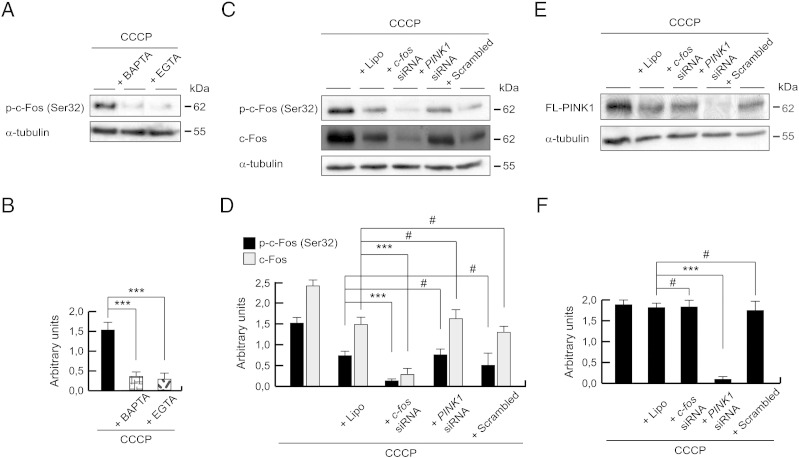 Fig. 10